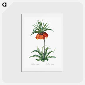 アートポストカード-Fritillaries - ピエール ジョゼフ ルドゥーテ Postcard.