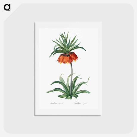 アートポストカード-Fritillaries - ピエール ジョゼフ ルドゥーテ Postcard.
