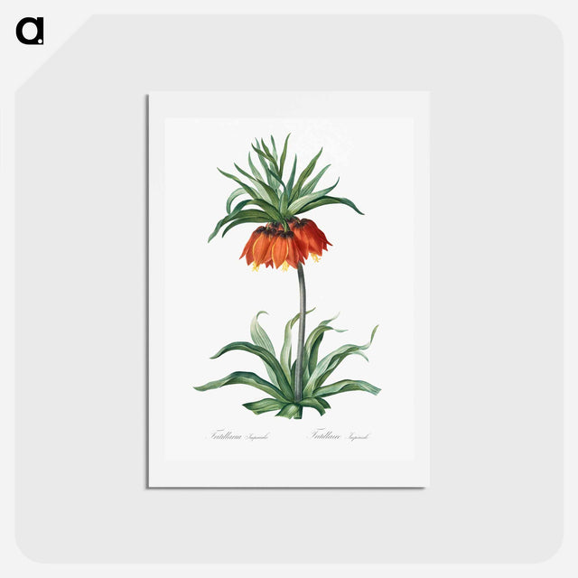 アートポストカード-Fritillaries - ピエール ジョゼフ ルドゥーテ Postcard.