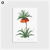 アートポストカード-Fritillaries - ピエール ジョゼフ ルドゥーテ Postcard.