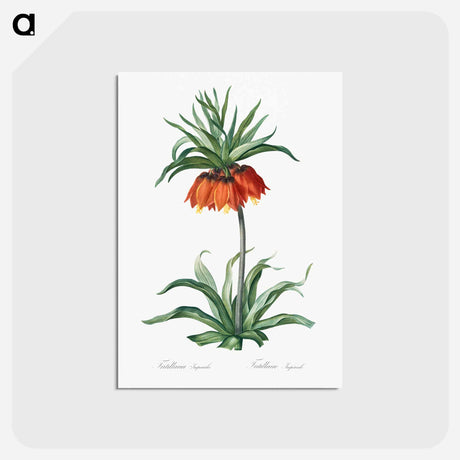アートポストカード-Fritillaries - ピエール ジョゼフ ルドゥーテ Postcard.