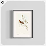 Great Warbler
 - オーストラリアの鳥 Poster.