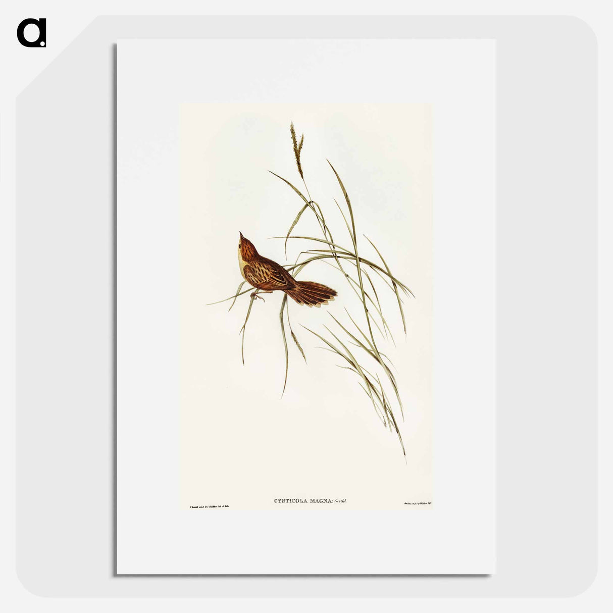 アートポスター-Great Warbler
 - オーストラリアの鳥 Poster.