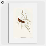 アートポスター-Great Warbler
 - オーストラリアの鳥 Poster.