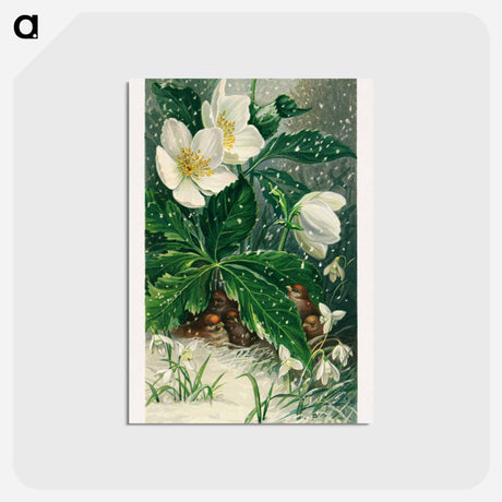 アートポストカード-Birds and Winter Flowers
 - ボストン公共図書館 Postcard.