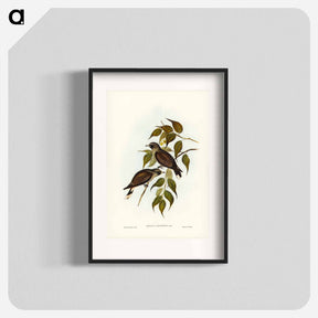 アートポスター-White-vented Wood Swallow
 - ジョン グールド Poster.