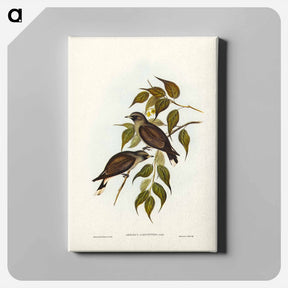アートパネル-White-vented Wood Swallow
 - ジョン グールド Canvas.