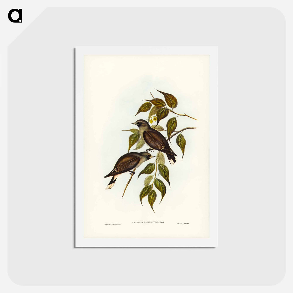 アートポストカード-White-vented Wood Swallow
 - ジョン グールド Postcard.
