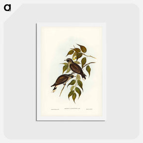 アートポストカード-White-vented Wood Swallow
 - ジョン グールド Postcard.