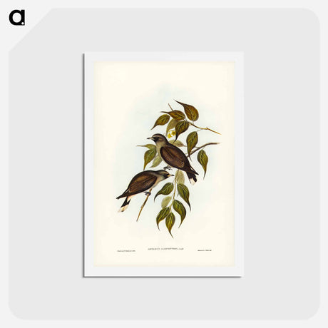 アートポストカード-White-vented Wood Swallow
 - ジョン グールド Postcard.
