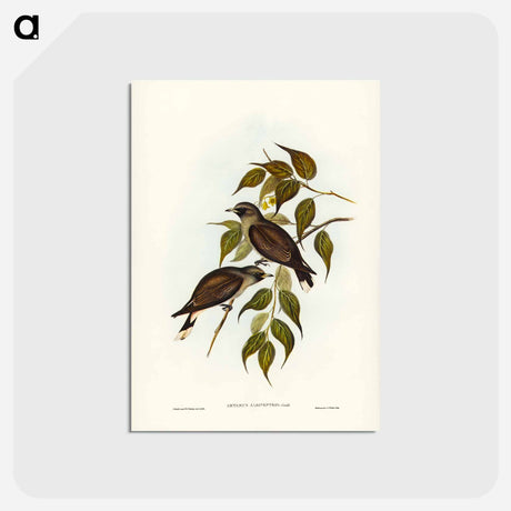 アートポストカード-White-vented Wood Swallow
 - ジョン グールド Postcard.