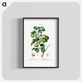 アートポスター-Pear (Pyrus communis) - ピエール ジョゼフ ルドゥーテ Poster.