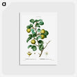 アートポストカード-Pear (Pyrus communis) - ピエール ジョゼフ ルドゥーテ Postcard.