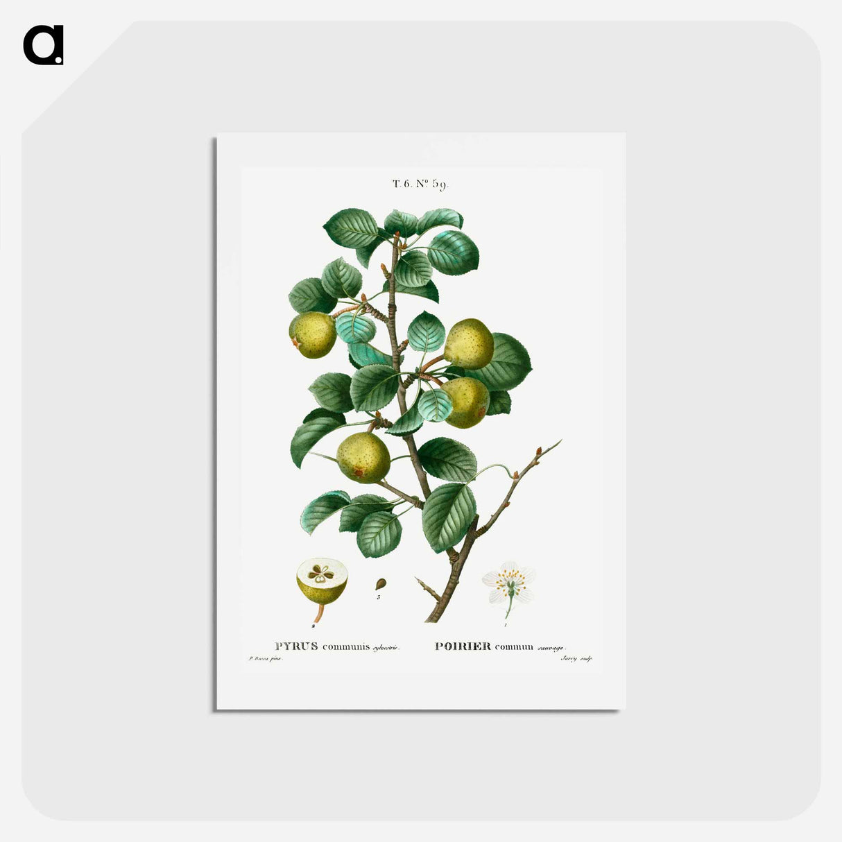アートポストカード-Pear (Pyrus communis) - ピエール ジョゼフ ルドゥーテ Postcard.