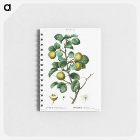 アートメモ帳-Pear (Pyrus communis) - ピエール ジョゼフ ルドゥーテ Memo.