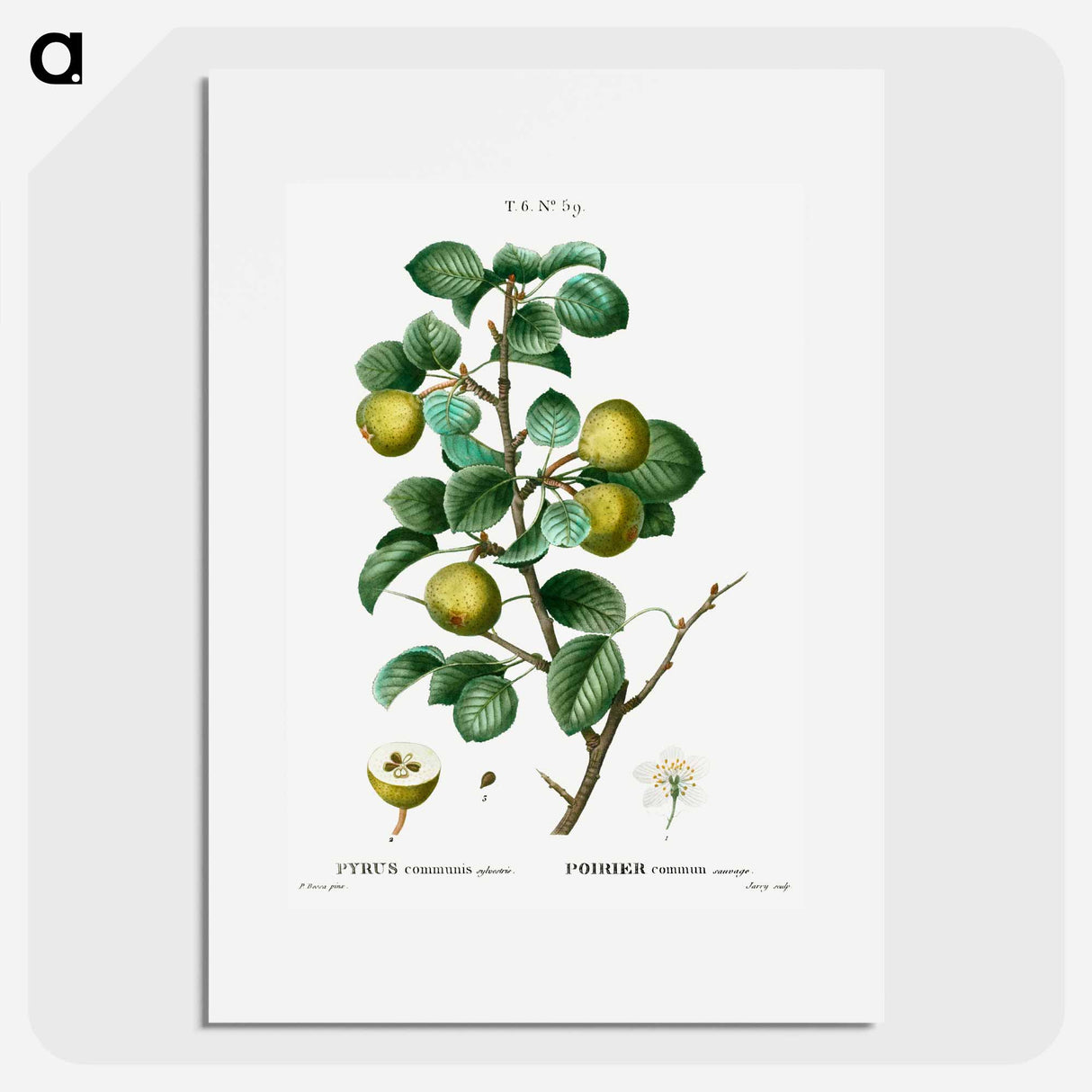 Pear (Pyrus communis) - ピエール ジョゼフ ルドゥーテ Poster.