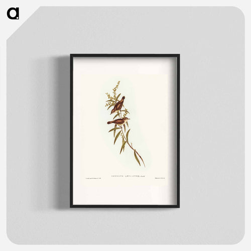 Buff-breasted Gerygone
 - オーストラリアの鳥 Poster.