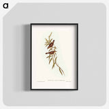 Buff-breasted Gerygone
 - オーストラリアの鳥 Poster.