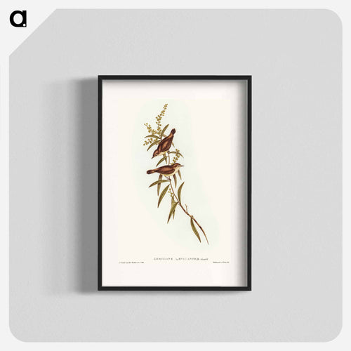 Buff-breasted Gerygone
 - オーストラリアの鳥 Poster.