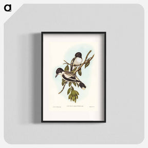 アートポスター-Silvery-backed Butcher-Bird
 - ジョン グールド Poster.