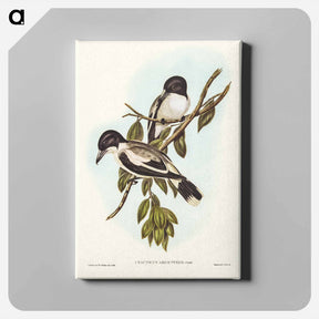 アートパネル-Silvery-backed Butcher-Bird
 - ジョン グールド Canvas.