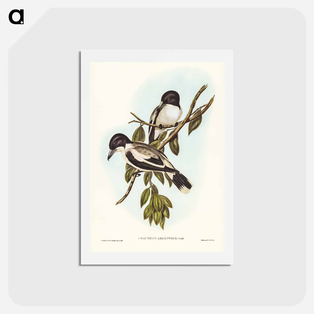 アートポストカード-Silvery-backed Butcher-Bird
 - ジョン グールド Postcard.