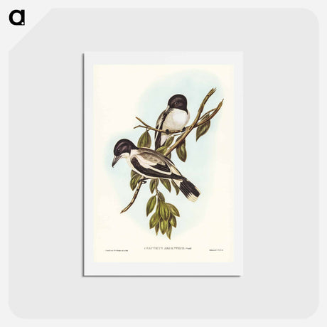 アートポストカード-Silvery-backed Butcher-Bird
 - ジョン グールド Postcard.