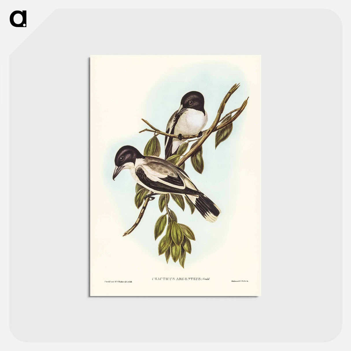 アートポストカード-Silvery-backed Butcher-Bird
 - ジョン グールド Postcard.