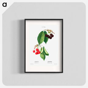 アートポスター-Cherry (Cerasus) - ピエール ジョゼフ ルドゥーテ Poster.