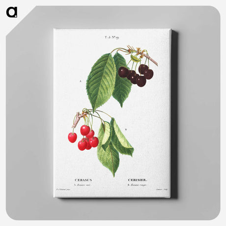 7-41_Pierre-Joseph-Redoute_canvas