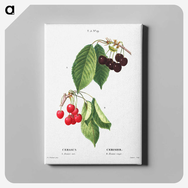 7-41_Pierre-Joseph-Redoute_canvas
