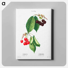 アートパネル-Cherry (Cerasus) - ピエール ジョゼフ ルドゥーテ Canvas.