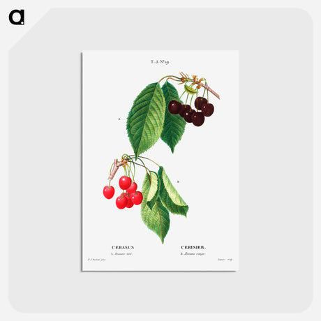 アートポストカード-Cherry (Cerasus) - ピエール ジョゼフ ルドゥーテ Postcard.