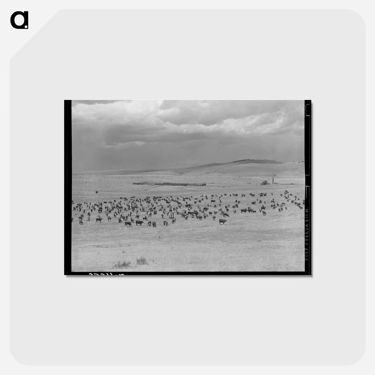 アートポストカード-Cattle Roundup Near Marfa
 - ラッセル リー Postcard.