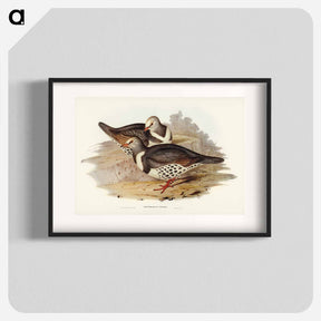 アートポスター-Wonga-wonga Pigeon
 - オーストラリアの鳥 Poster.