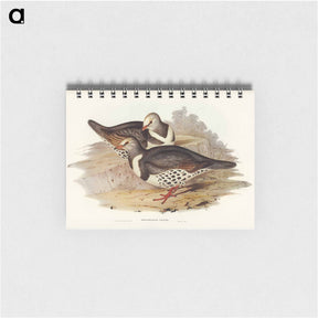アートメモ帳-Wonga-wonga Pigeon
 - オーストラリアの鳥 Memo.