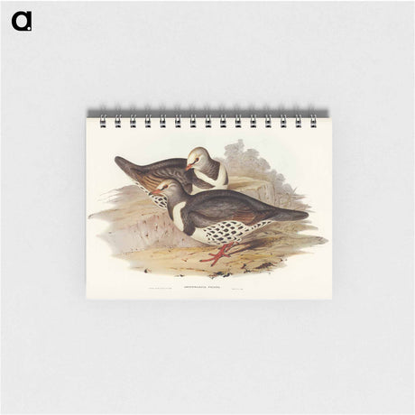 アートメモ帳-Wonga-wonga Pigeon
 - オーストラリアの鳥 Memo.