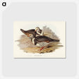 アートポストカード-Wonga-wonga Pigeon
 - オーストラリアの鳥 Postcard.