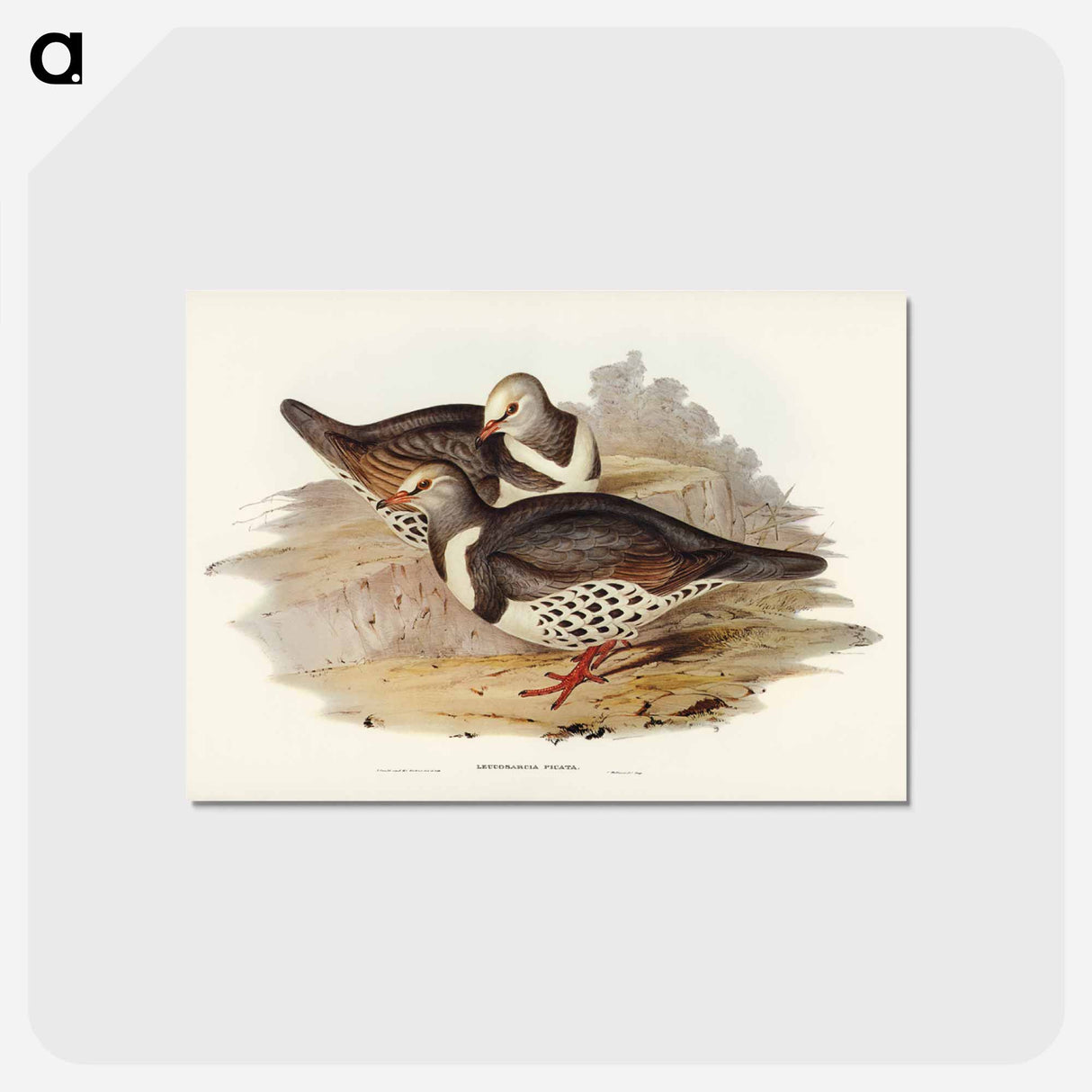 アートポストカード-Wonga-wonga Pigeon
 - オーストラリアの鳥 Postcard.