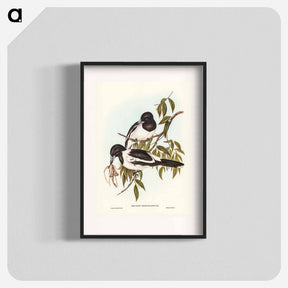アートポスター-Black-throated Crow-Shrike
 - ジョン グールド Poster.