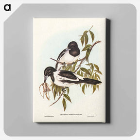 アートパネル-Black-throated Crow-Shrike
 - ジョン グールド Canvas.