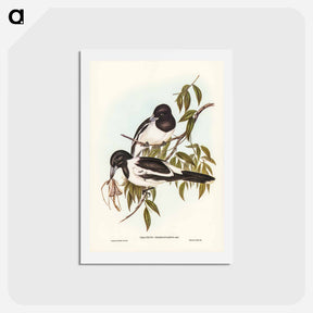 アートポストカード-Black-throated Crow-Shrike
 - ジョン グールド Postcard.