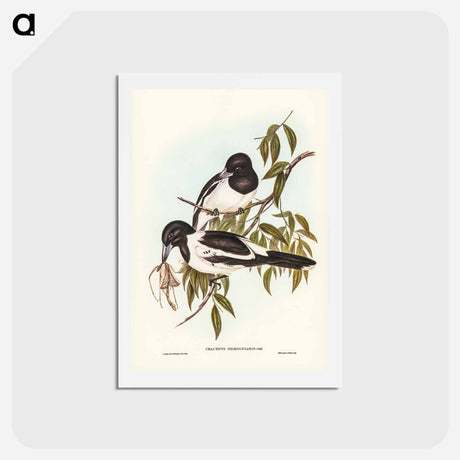 アートポストカード-Black-throated Crow-Shrike
 - ジョン グールド Postcard.