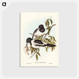 アートポストカード-Black-throated Crow-Shrike
 - ジョン グールド Postcard.
