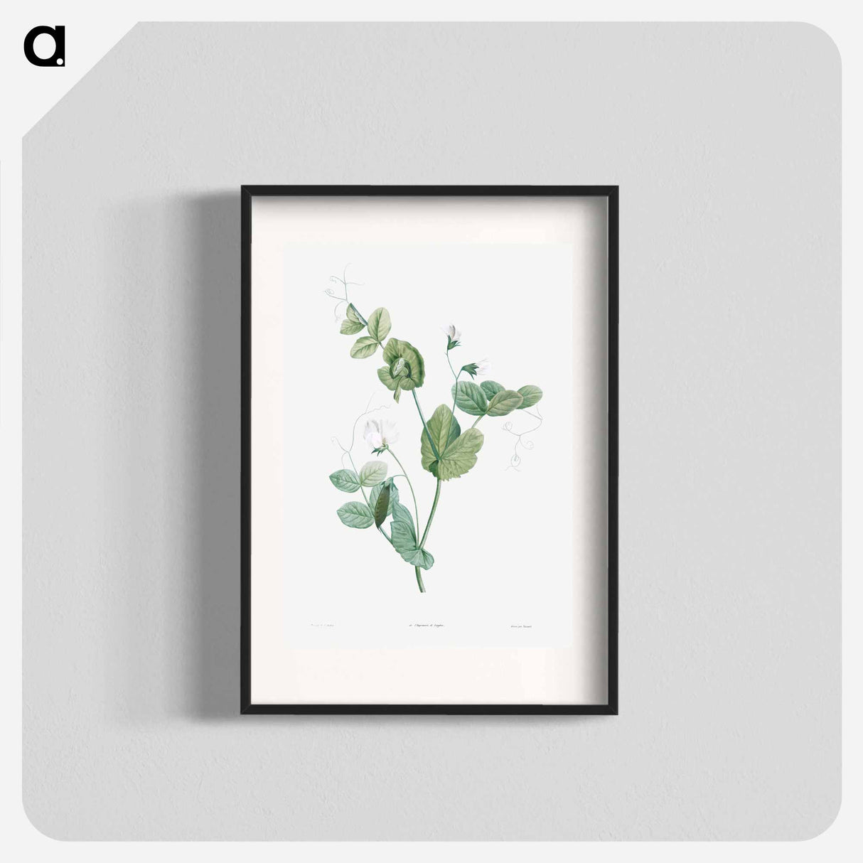 White lolliradio pea flower - Pierre Joseph Redouté Poster.