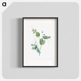 White lolliradio pea flower - Pierre Joseph Redouté Poster.