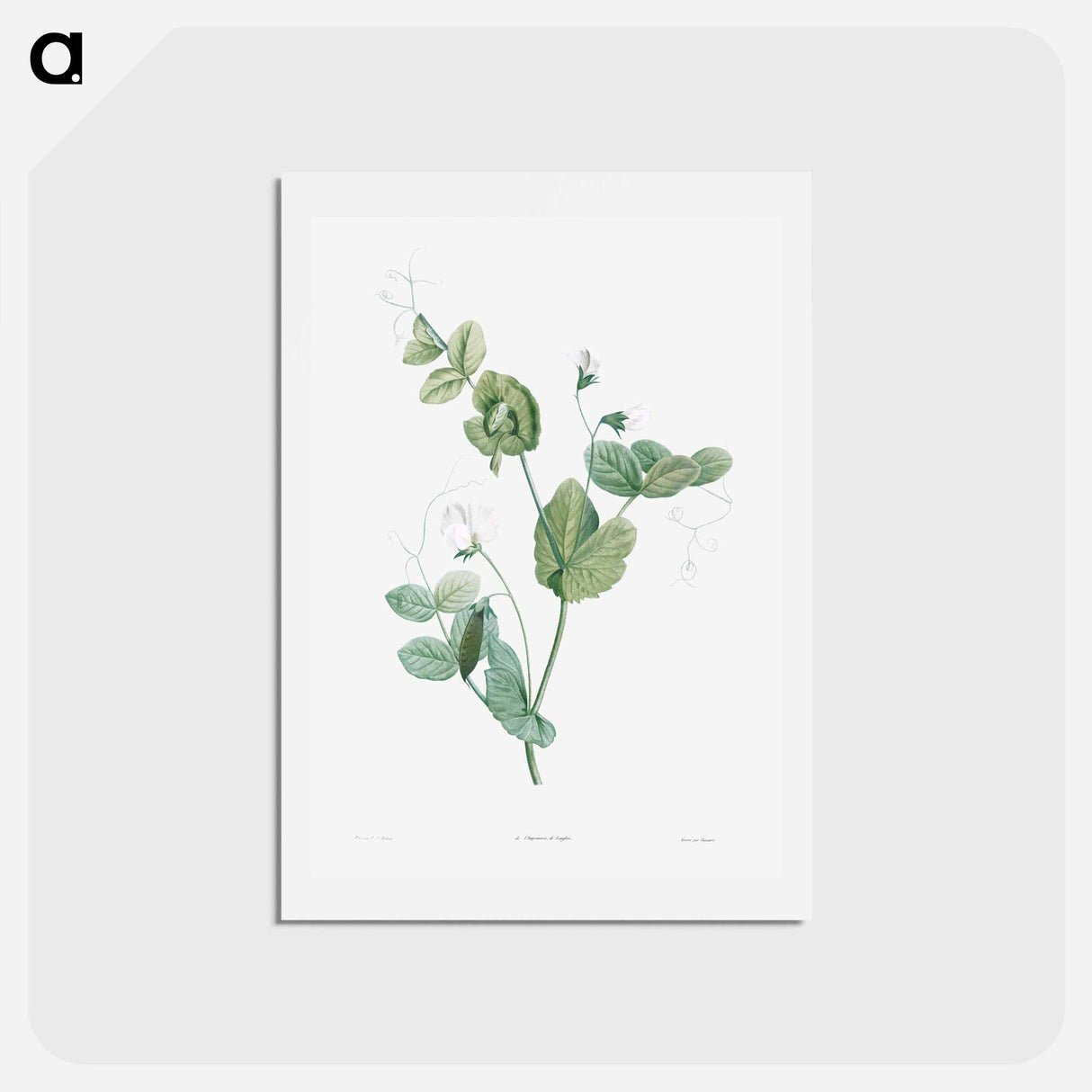 アートポストカード-White lolliradio pea flower - ピエール ジョゼフ ルドゥーテ Postcard.