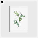 アートポストカード-White lolliradio pea flower - ピエール ジョゼフ ルドゥーテ Postcard.