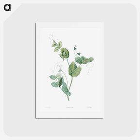 アートポストカード-White lolliradio pea flower - ピエール ジョゼフ ルドゥーテ Postcard.