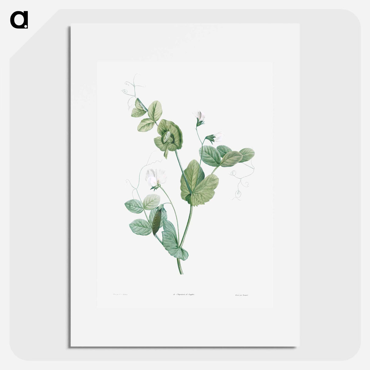 White lolliradio pea flower - Pierre Joseph Redouté Poster.